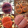 Lithops species
